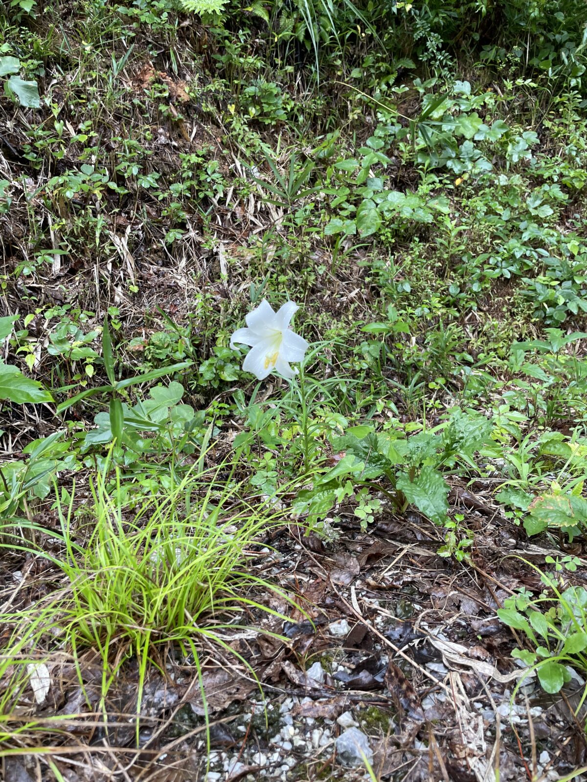 制限のはじまり